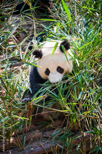 Giant panda among bamboos