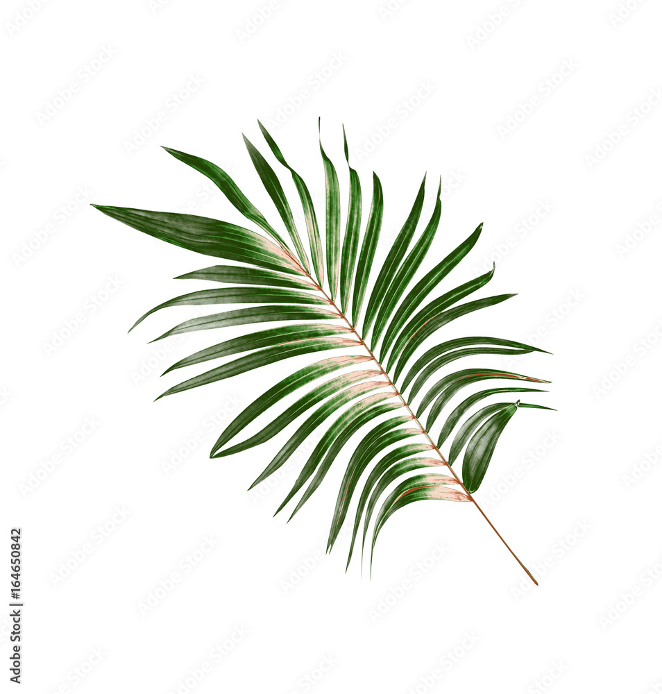 Obraz premium Green leaf of palm tree background