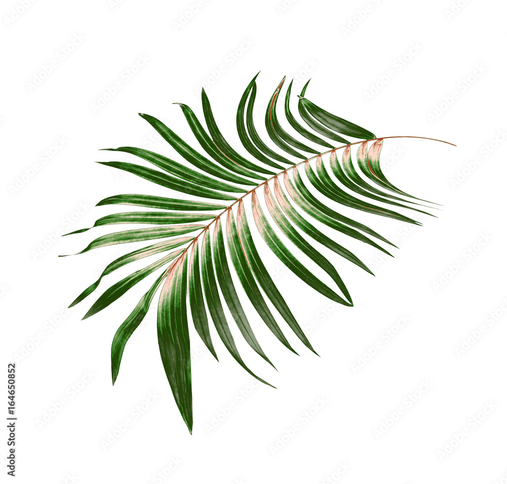 Green leaf of palm tree background