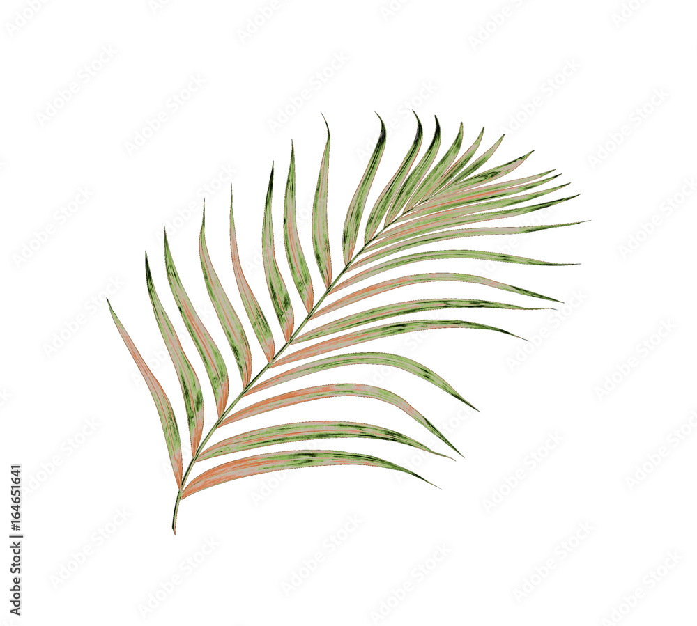 Green leaves of palm tree isolated on white background Green leaves of palm tree isolated on white background