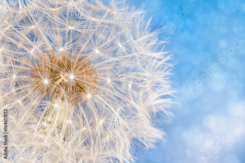 Dandelion flower with seeds ball