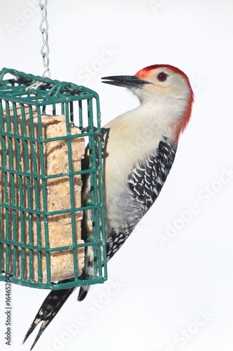 Male Red-bellied Woodpecker (Melanerpes carolinus) on a Feeder photo