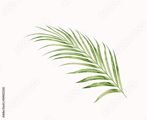 Green leaves of palm tree isolated on white background