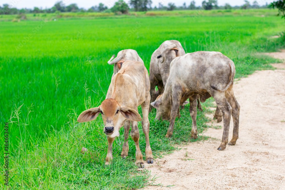 herd cows in the field stall , watch ahead of cows , the white color of herd of cows in the farm herd cows in the field stall , watch ahead of cows , the white color of herd of cows in the farm