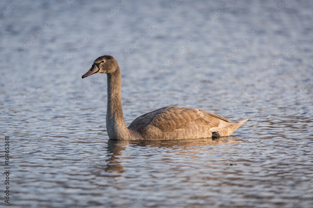 Obraz premium young swan