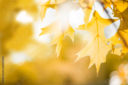 maple leaves on a twig and sunlight in autumn photo