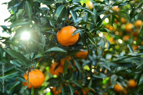Mandarins pickup in the orchard