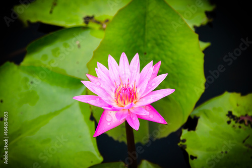 The beauty of the lotus in the pond