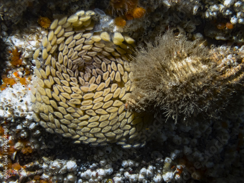 Oregon Triton (Fusitriton oregonensis)
An Oregon Triton laying egg clusters each filled with 100's of eggs.