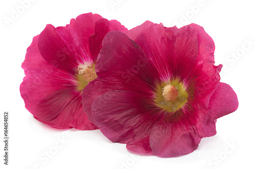 Purple hollyhock flower closeup