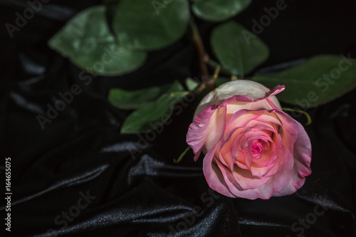 Pink rose on a rumpled black velvet
