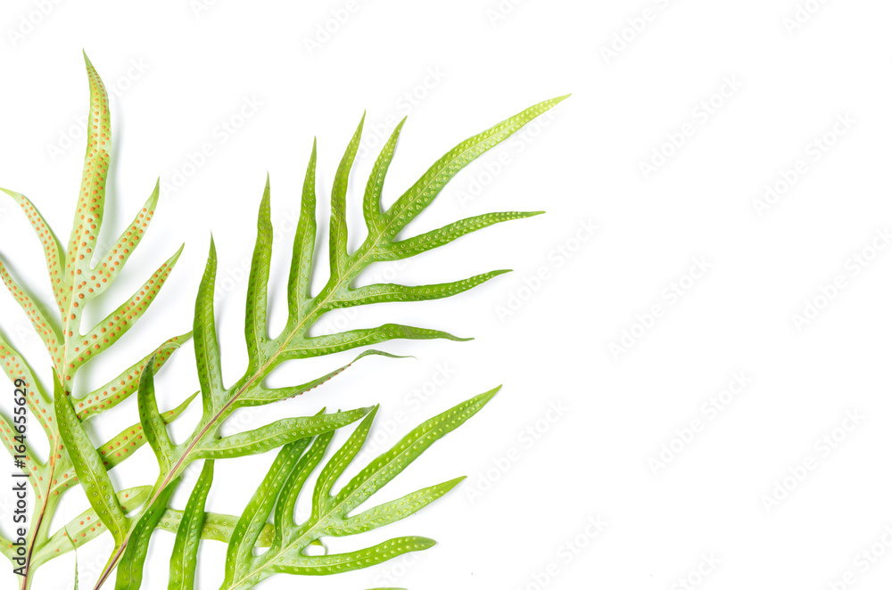 Naklejka premium Phymatosorus grossus, Green leaves fern isolated