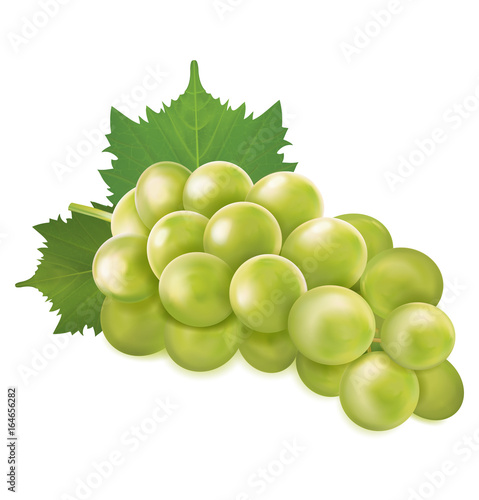 Green grapes bunch. Vector illustration