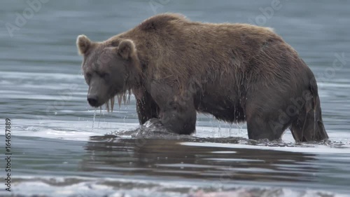 Brown bear trying to catch a fish