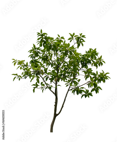Obraz na płótnie isolated tree on white background ,tree on white background,tree object w salonie