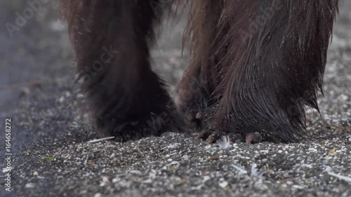 Bear foot c
