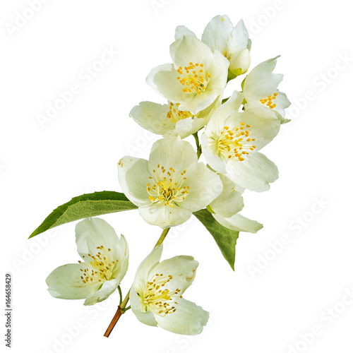 branch of jasmine flowers and leaves isolated on white background