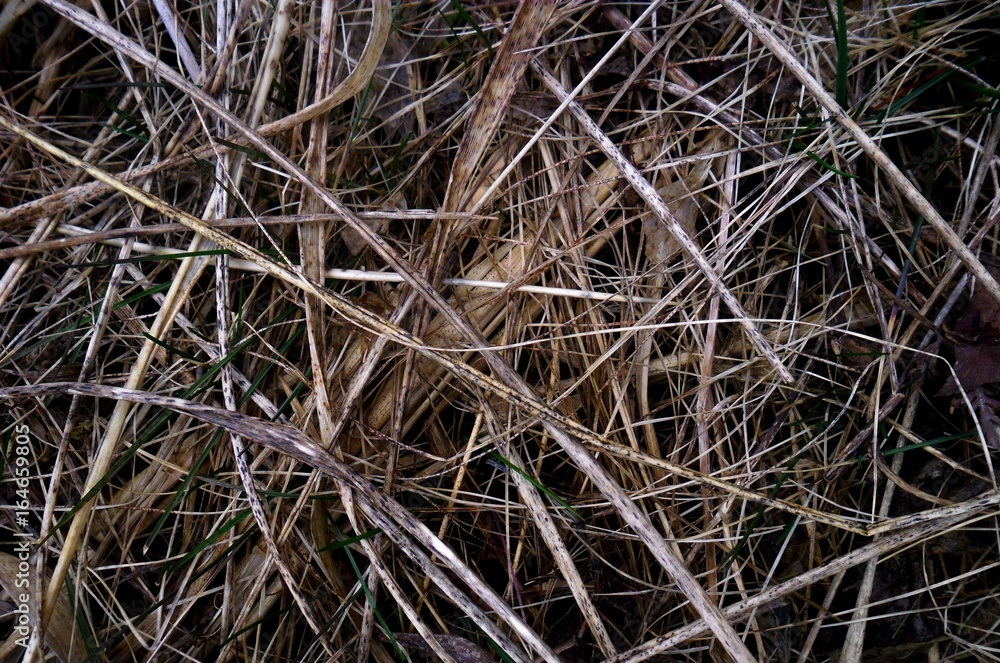 Dry grass