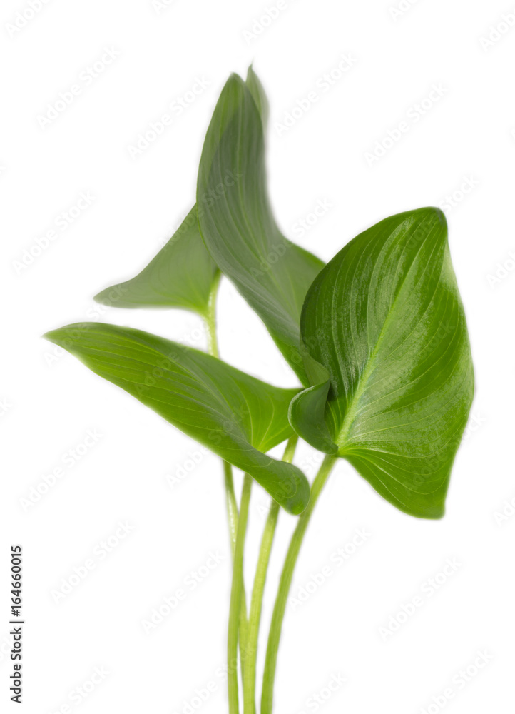Green leaves of Calla isolated on white Green leaves of Calla isolated on white