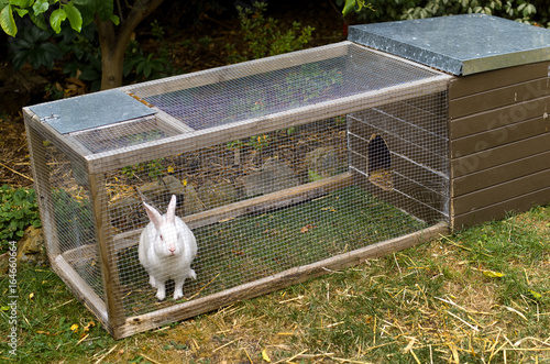 Fényképezés White pet rabbit