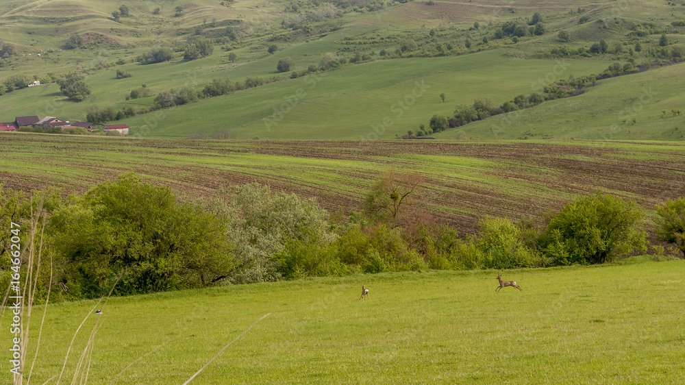 Two beautiful fallow deer run free in the countryside of Viscri, Romania
