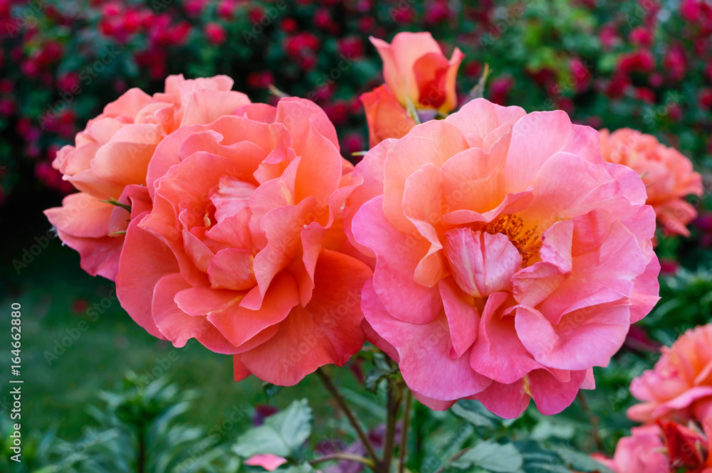 Lush bush of bright pink roses on a background of nature. Flower garden. Close up