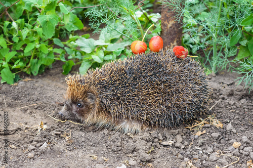 The ordinary hedgehog creeps along the gray earth. On needles there is food  berries.