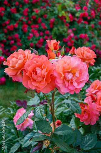 Lush bush of bright pink roses on a background of nature. Flower garden. Vertical view.