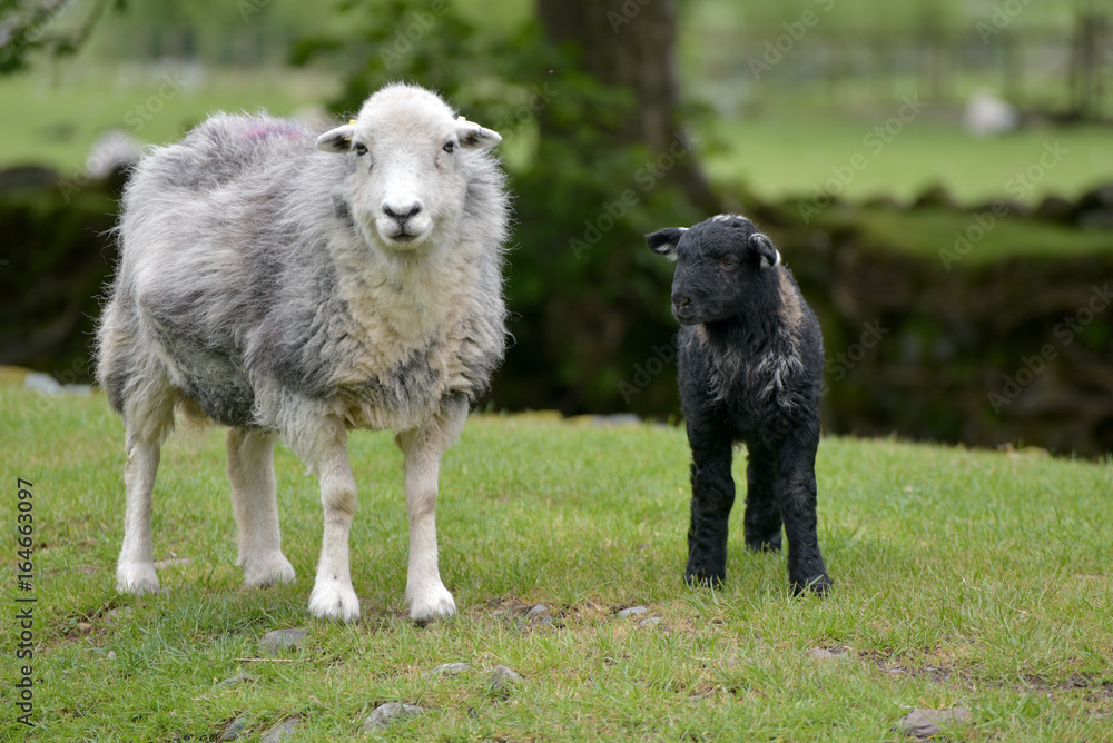 Sheep and lamb in Great Langdale, English Lake District