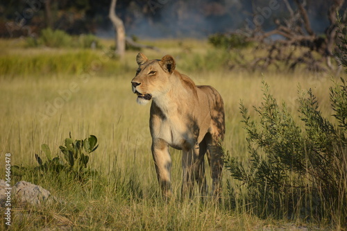 Standing female lion, Okavango Delta UNESCO World Heritage Site, Botswana, Africa photo