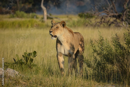 Standing female lion, Okavango Delta UNESCO World Heritage Site, Botswana, Africa