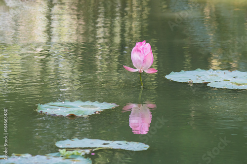 Pink lotus in pond