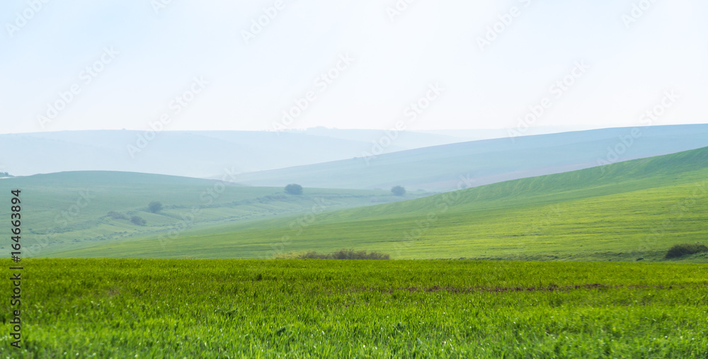 Green foothills in the grass, panoramic view