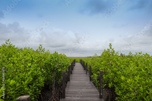 Fototapeta Naklejka Na Ścianę i Meble -  Wooden  bridge in mangrove in Thailand
