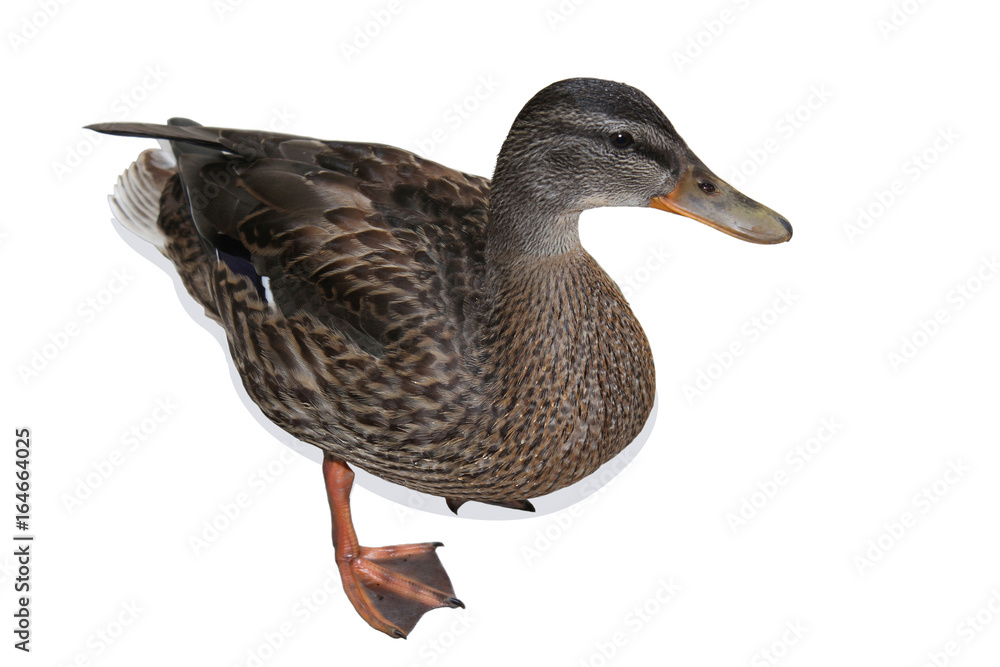 Canne colvert sur fond blanc Canne colvert sur fond blanc