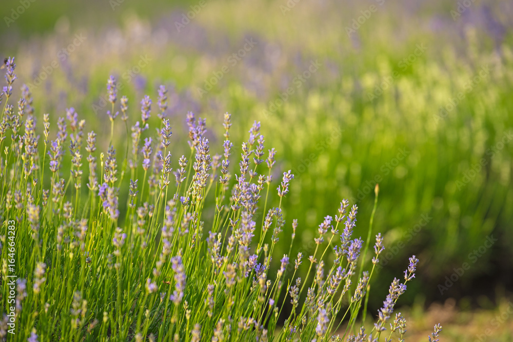 Lavender field Lavender field