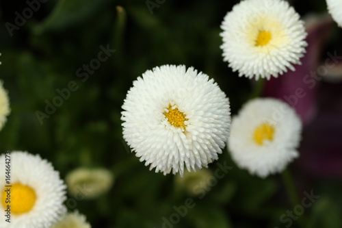 White flowers