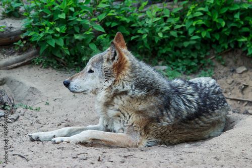 Wild gray wolf