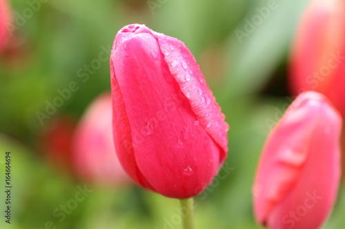 Pink Tulip close up 
