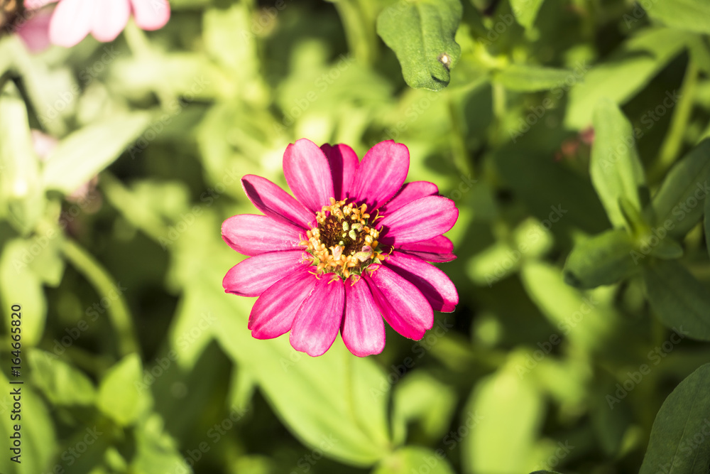 Obraz premium Natural Colorful flower garden on holiday background