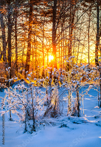 A beautiful winter morning in western Siberia