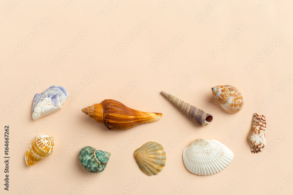 seashells on a bright background seashells on a bright background