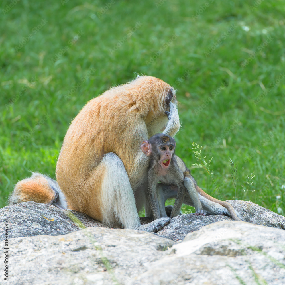 Fototapeta premium Barbary macaque, monkeys, baby and mother
