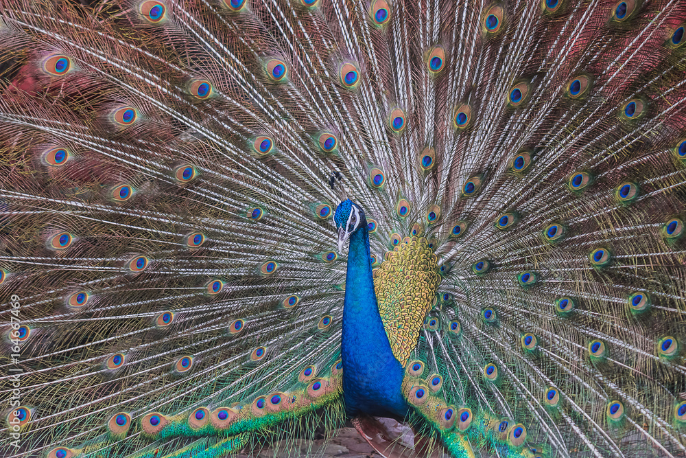 Obraz premium Peacocks spread wings