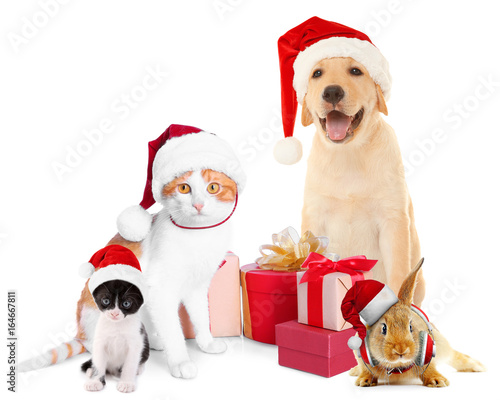 Funny pets in Santa hats with Christmas gifts on white background © Africa Studio