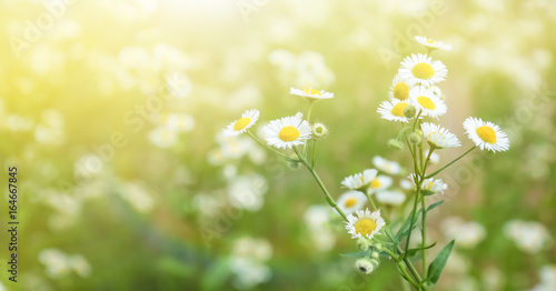 Beautiful chamomile flowers in field on sunny day, closeup © Africa Studio
