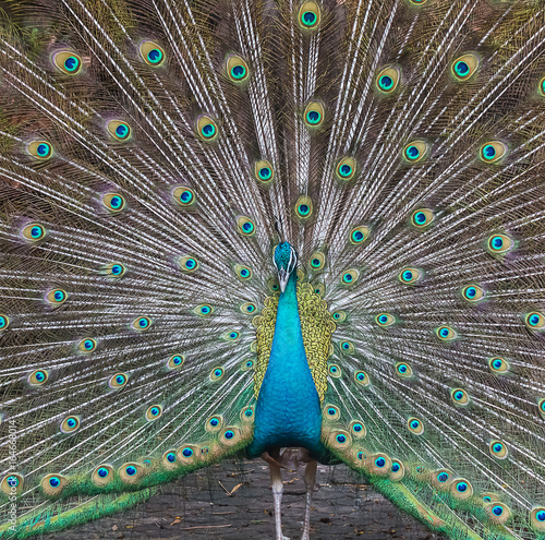 Peacocks spread wings