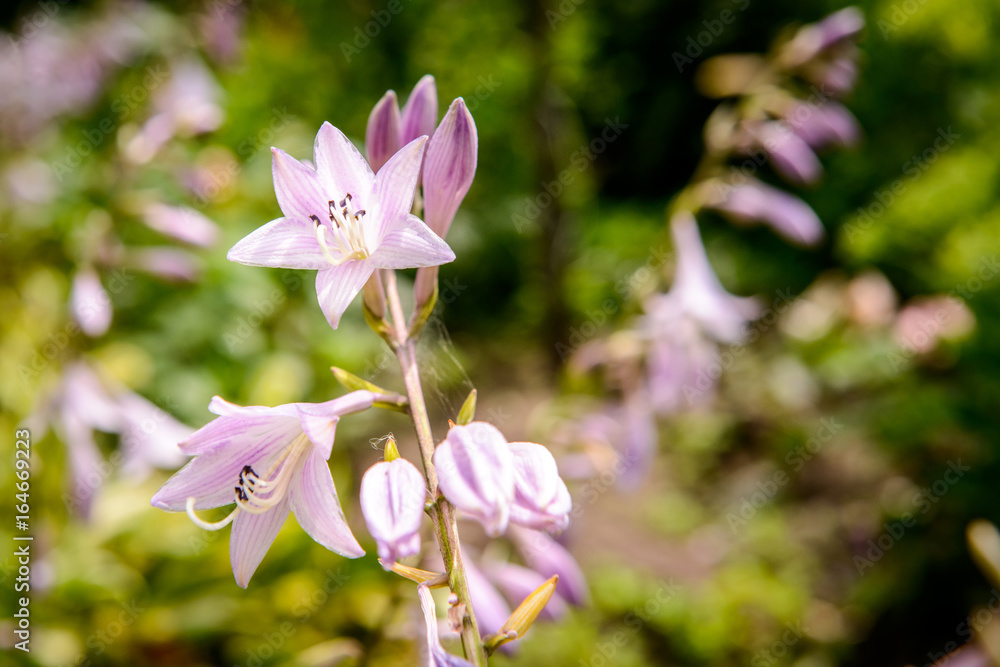 Hosta Hosta