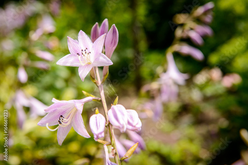 Hosta