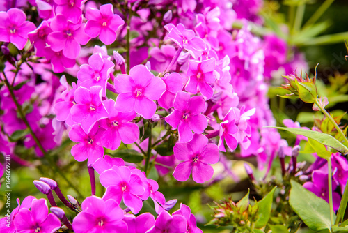 Phlox